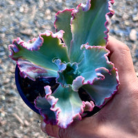 Echeveria Chantilly
