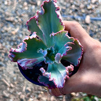 Echeveria Chantilly