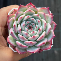 Echeveria chihuahuensis ruby blush