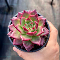 Echeveria concord