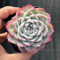 Echeveria crystal rose