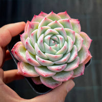 Echeveria crystal rose