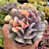 Echeveria cubic frost variegated
