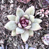 Echeveria german champagne S