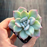 Echeveria ghost monstrose