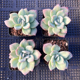 Echeveria ghost monstrose