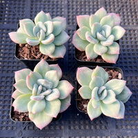 Echeveria ghost monstrose