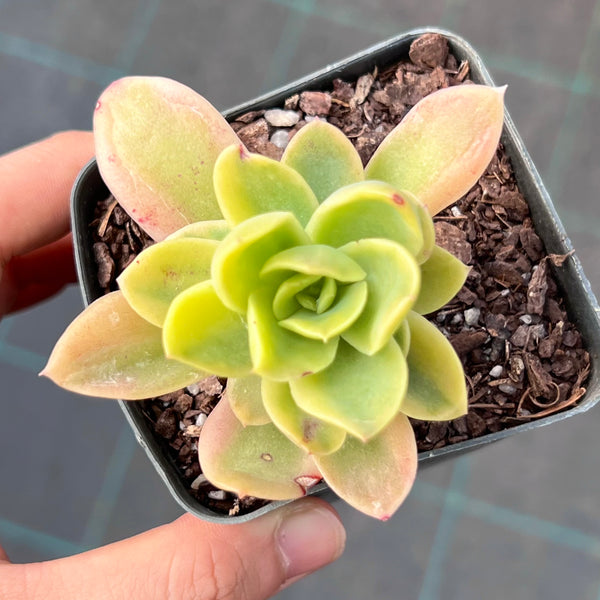 Echeveria Golden Glow Variegata