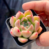 Echeveria golden quartz