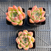 Echeveria golden quartz