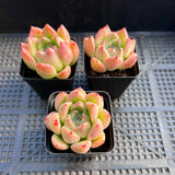 Echeveria golden quartz