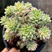 Echeveria green emerald variegata