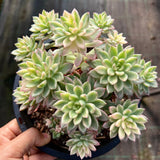 Echeveria green emerald variegata