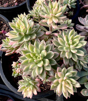 Echeveria green emerald variegata