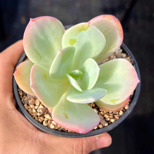 Echeveria Hakuhou