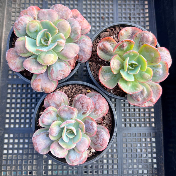 heart delight succulent Echeveria 'Heart's Delight' – RNT SUCCULENTS