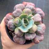 Echeveria 'Heart's Delight'