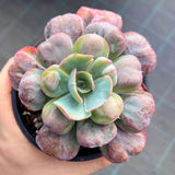 Echeveria 'Heart's Delight'