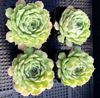 Echeveria heart choice