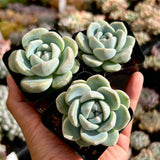 Echeveria ice dream
