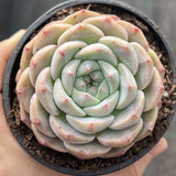 Echeveria ice dream