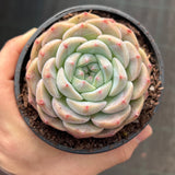Echeveria ice dream