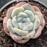 Echeveria ice dream