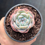 Echeveria ice dream