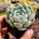 Echeveria ice dream