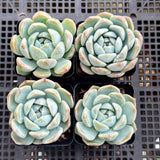 Echeveria ice dream