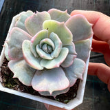 Echeveria Lola monstrose