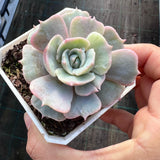 Echeveria Lola monstrose
