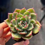 Echeveria Mocha monstrose