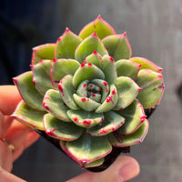 Echeveria Mocha monstrose