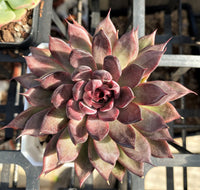 Echeveria nightfall