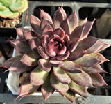 Echeveria nightfall