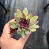 Echeveria nightfall