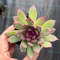 Echeveria nightfall