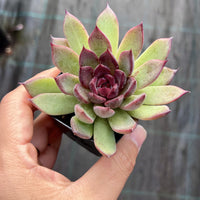 Echeveria nightfall