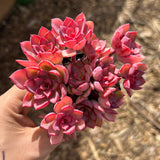 Echeveria noble