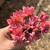 Echeveria noble