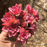 Echeveria noble
