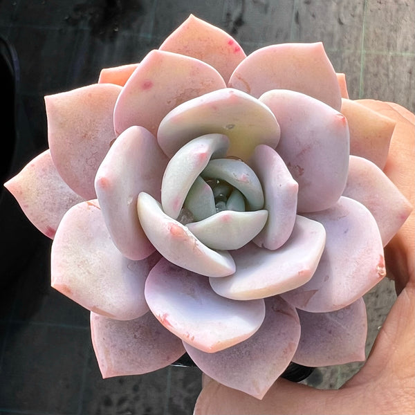 pink laui succulent Graptoveria pink laui