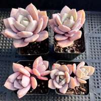 Graptoveria pink laui