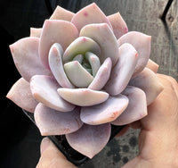 Graptoveria pink laui