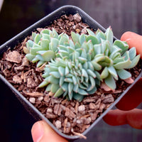 Echeveria pinwheel revolution crest