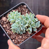 Echeveria pinwheel revolution crest