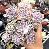 Echeveria premera