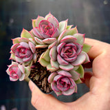 Echeveria purple crystal