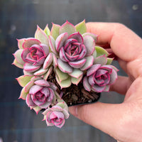 Echeveria purple crystal